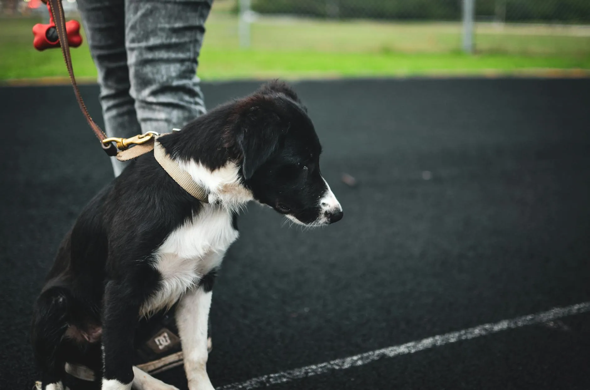 Éducation canine positive