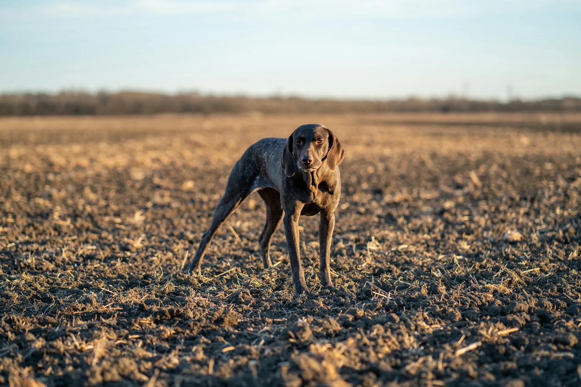 Chien de chasse
