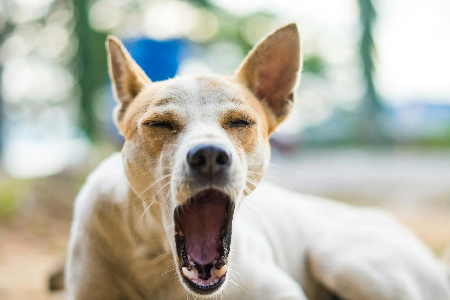 Chien qui bâille — signal d'apaisement