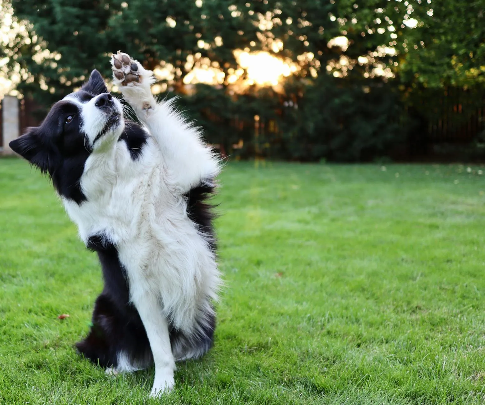 Clicker training avec un chien