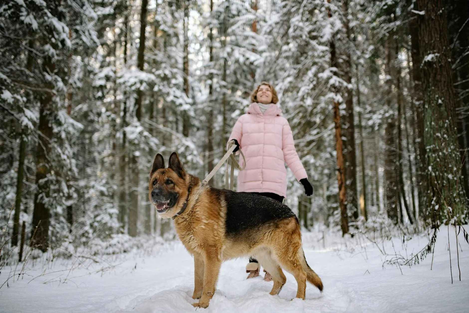 Chien et son maître en promenade — Patte Canine