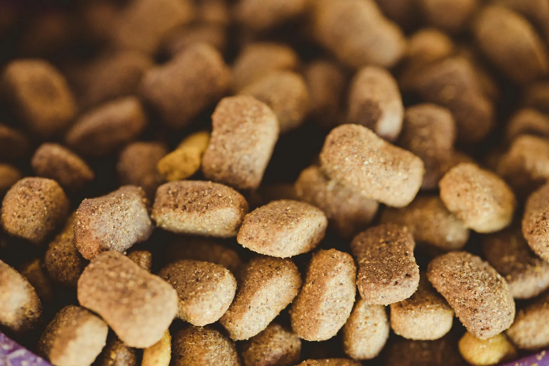 Chien devant sa gamelle — nutrition canine