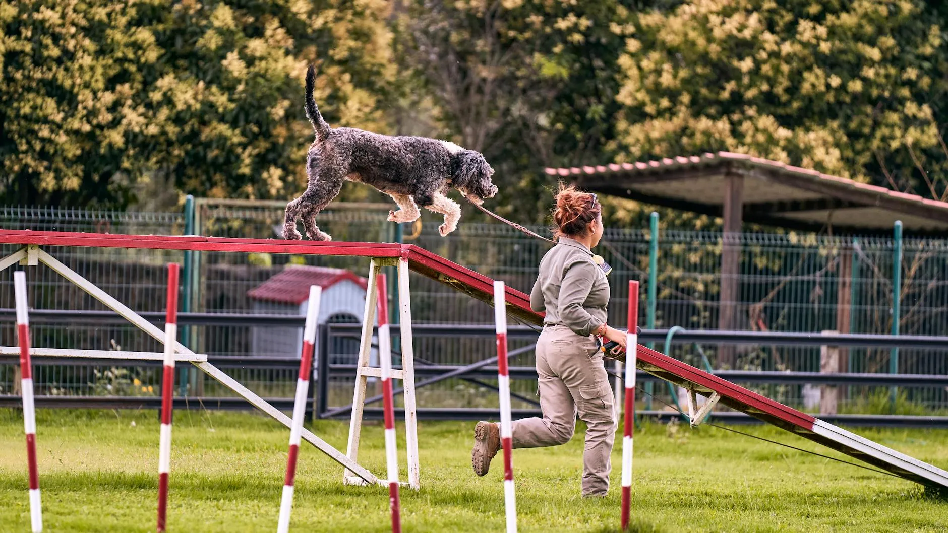 Chien en éducation positive avec son maître