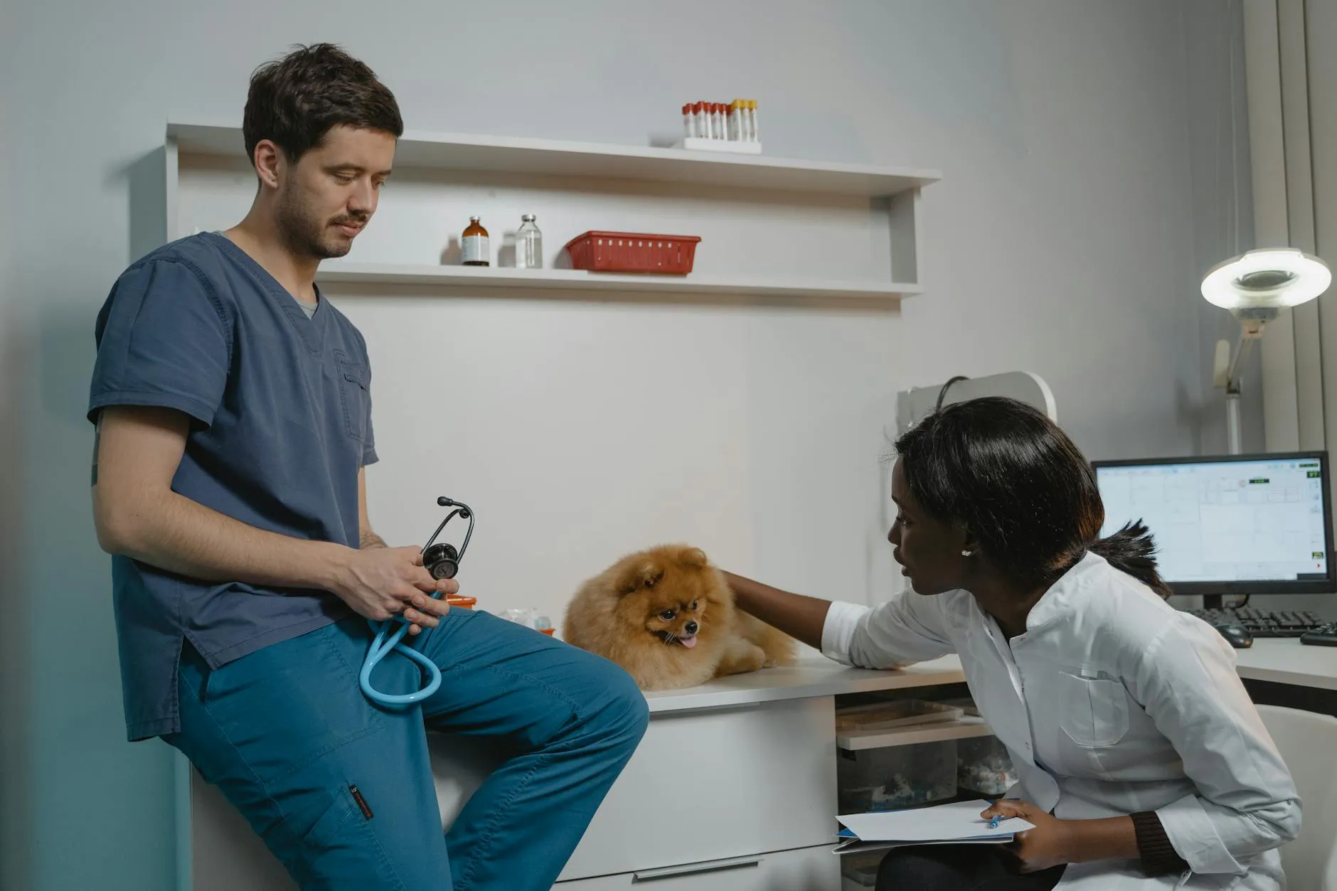 Vétérinaire examinant un chien en consultation