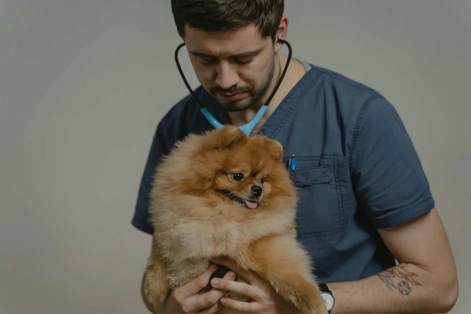 Vétérinaire examinant un chien