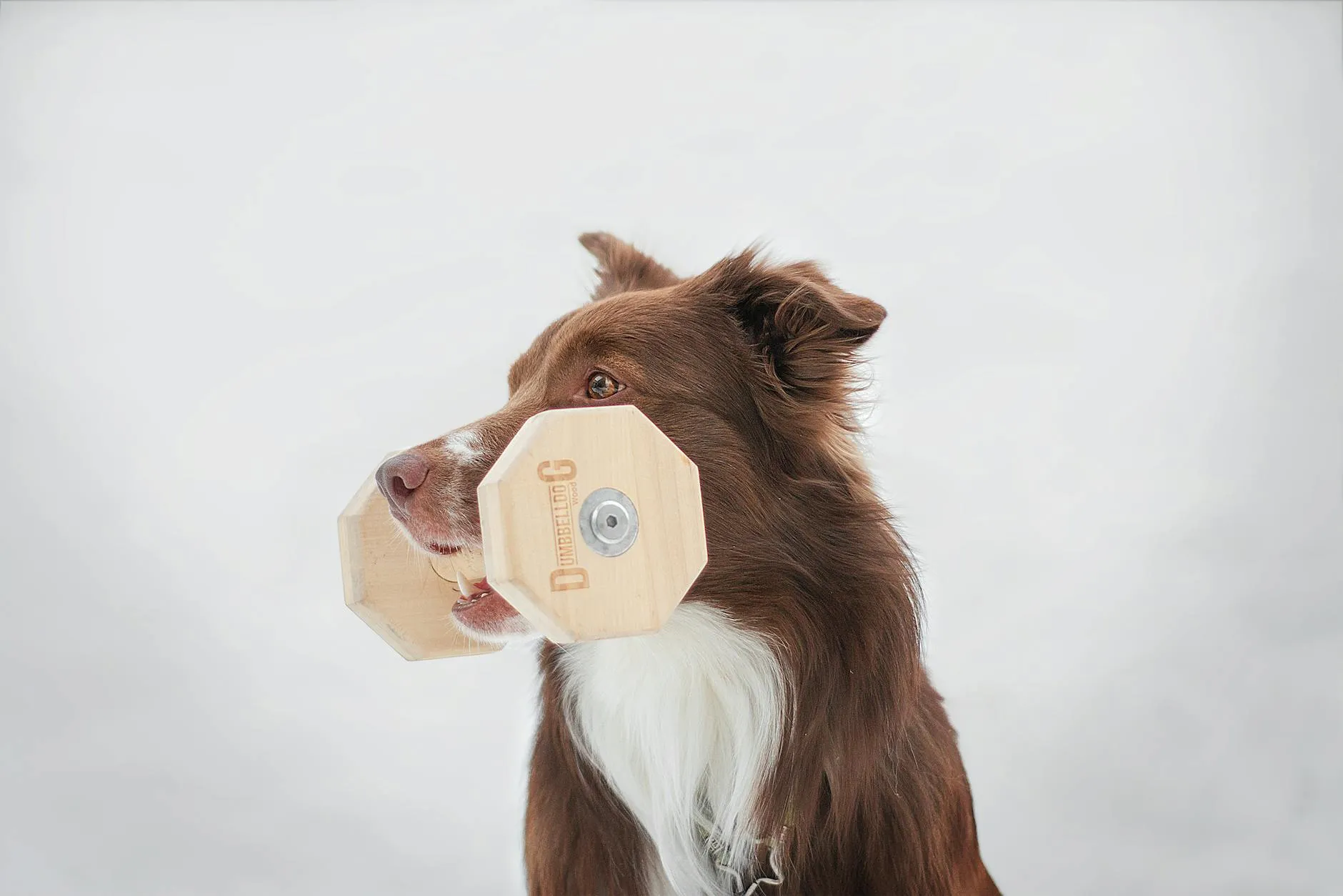 Outils d'éducation canine positive