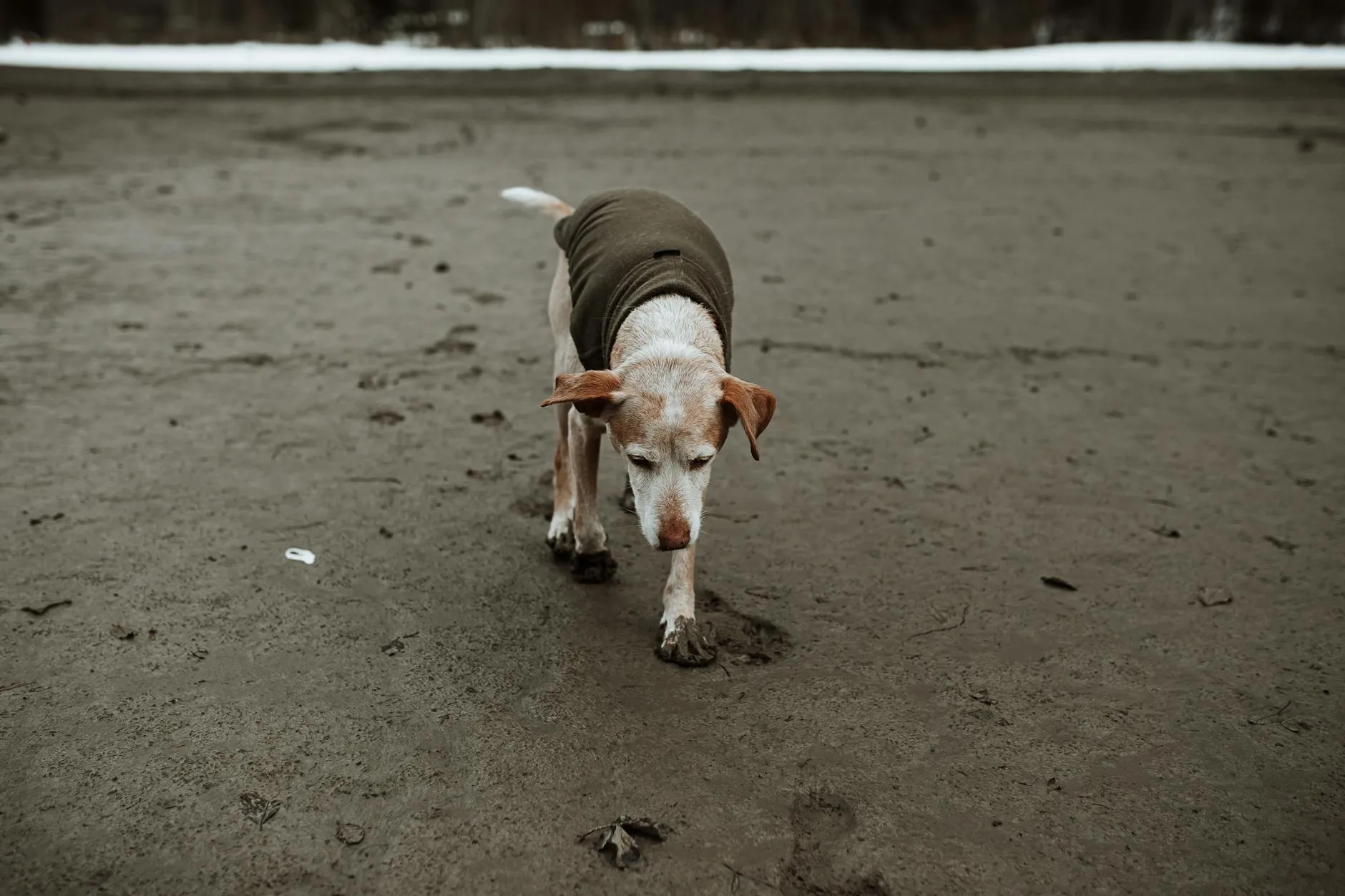 Arthrose canine