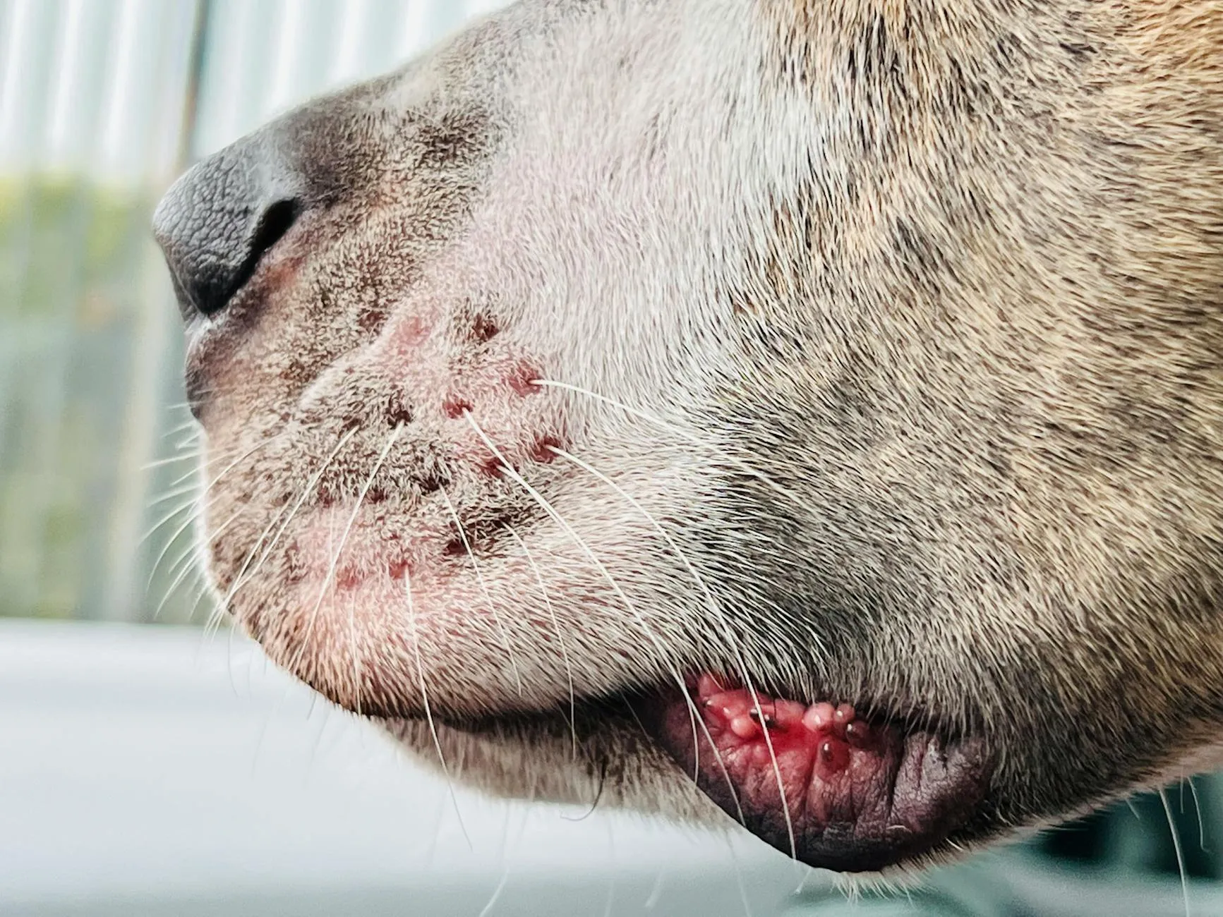 Dermatite canine
