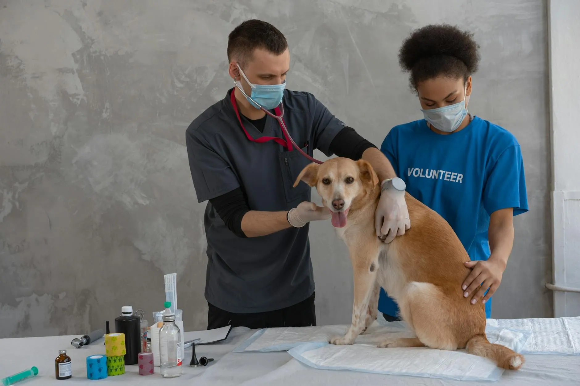 Vétérinaire examinant un chien