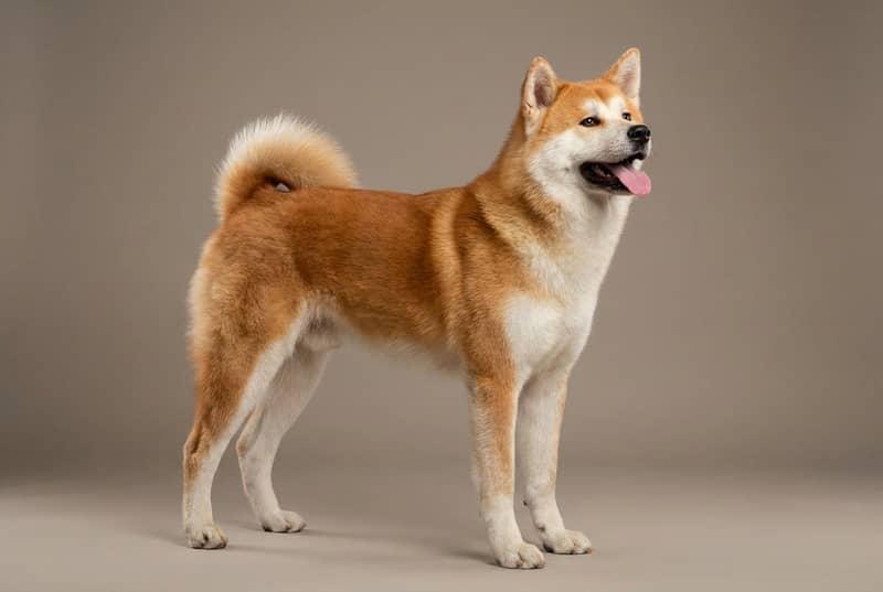 Photo de Akita