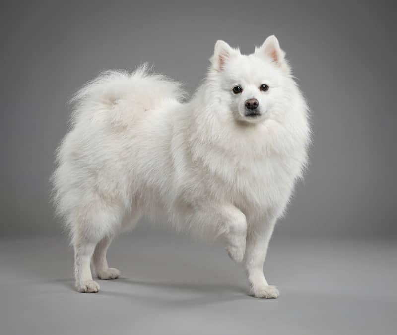 Chien Esquimau Américain