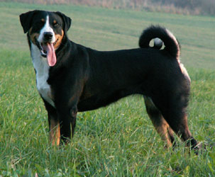 Photo de Bouvier Appenzellois
