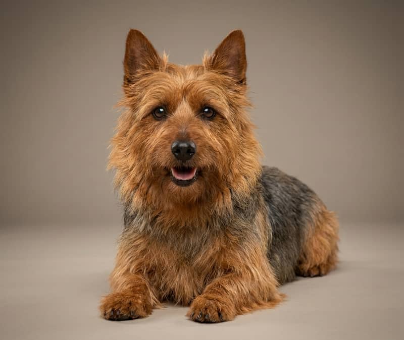 Photo de Terrier Australien