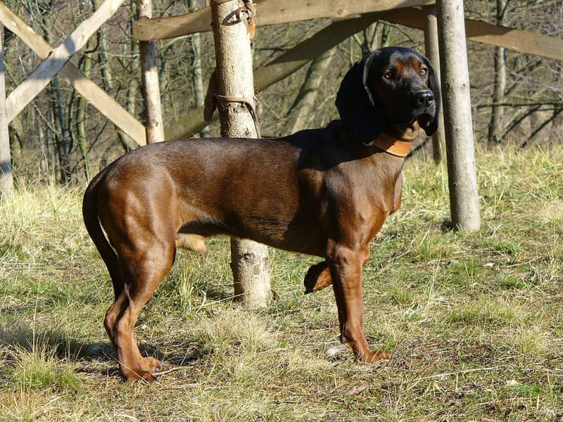 Chien de Rouge de Bavière