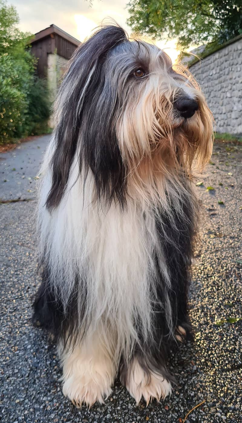 Collie Barbu
