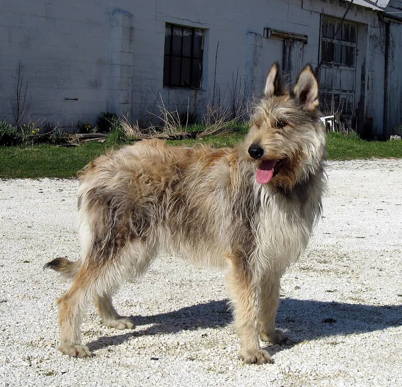 Berger de Picardie