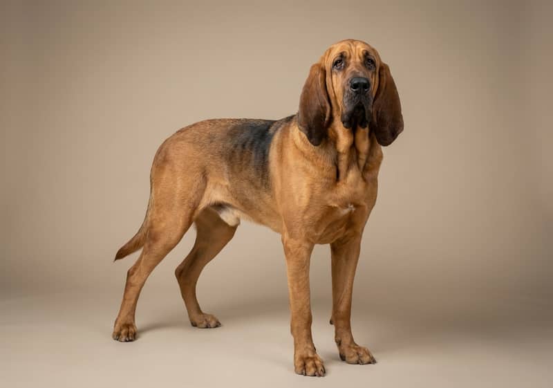 Chien de Saint-Hubert
