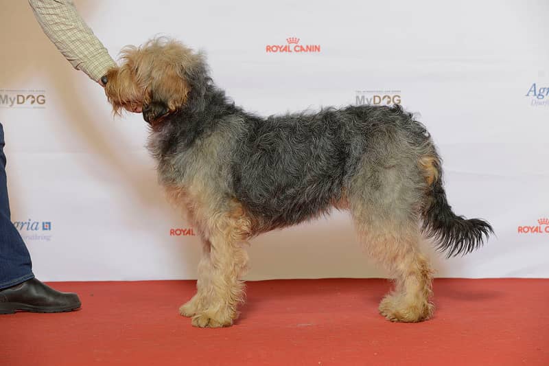 Chien Courant de Bosnie à Poil Raide - Barak