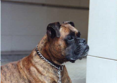 Photo Boxer
