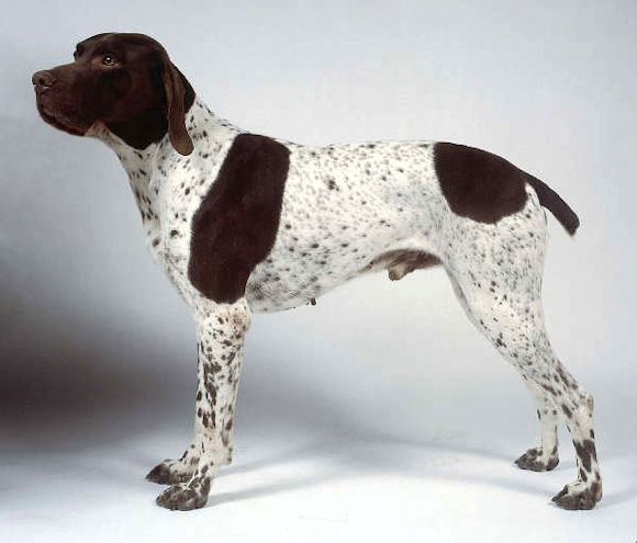 Braque Français - Type Gascogne