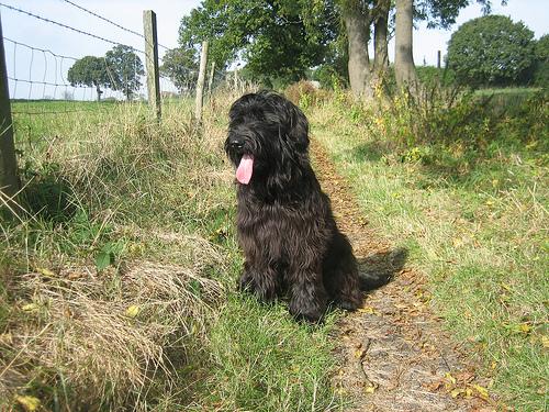 Photo Briard