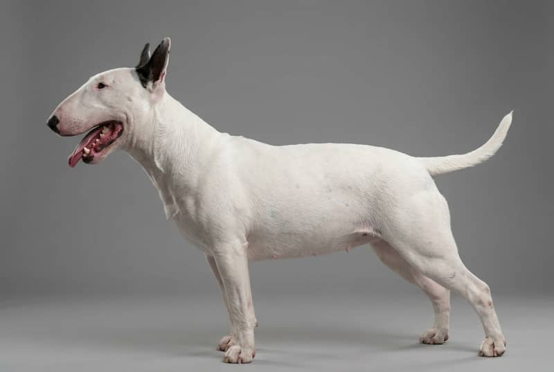 Bull Terrier