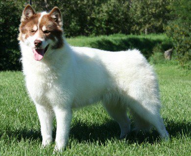 Chien Esquimau Canadien