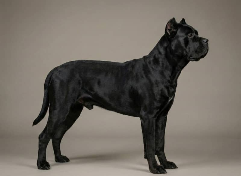 Cane Corso