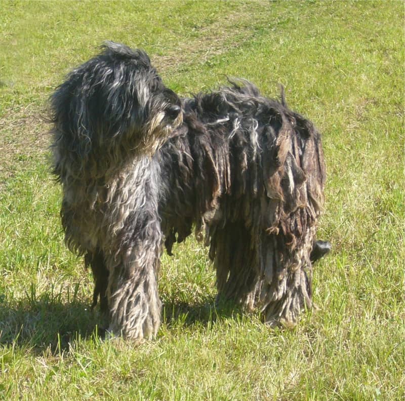 Berger Bergamasque
