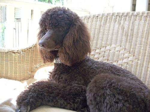 Caniche