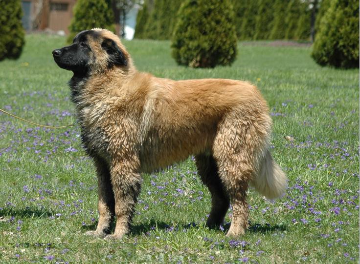 Cão da Serra da Estrela