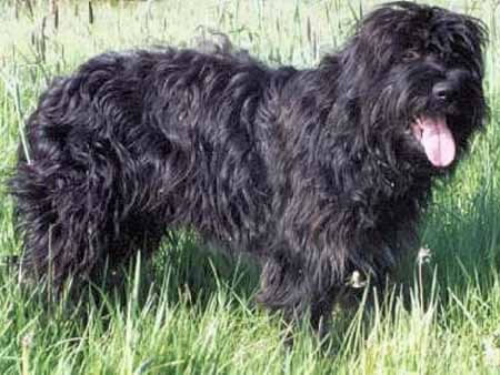 Chien de Berger de la Serra de Aires