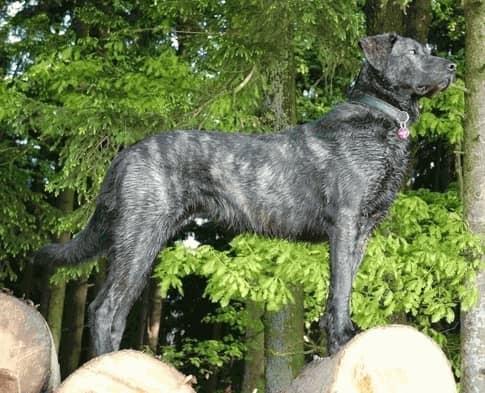 Cão de Castro Laboreiro