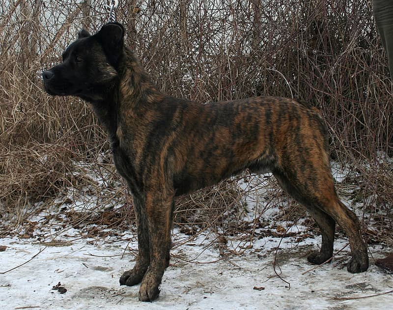 Cão Fila de São Miguel