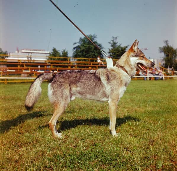Chien-loup Tchécoslovaque