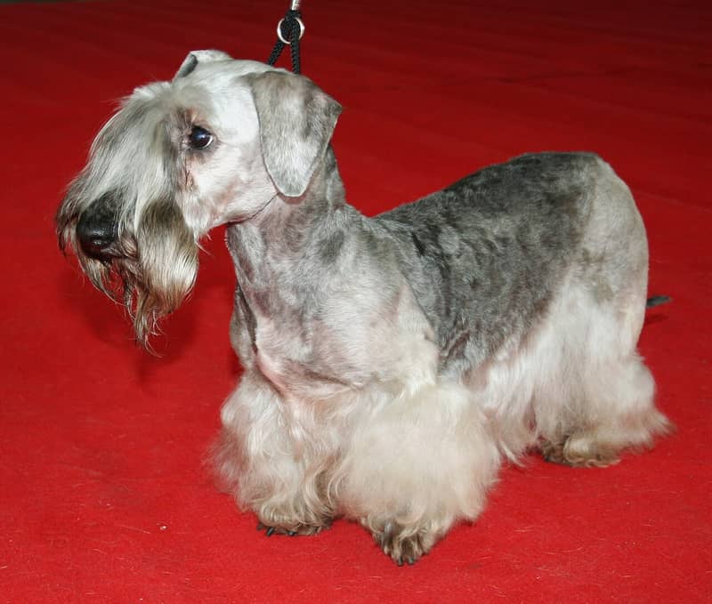 Terrier Tchèque