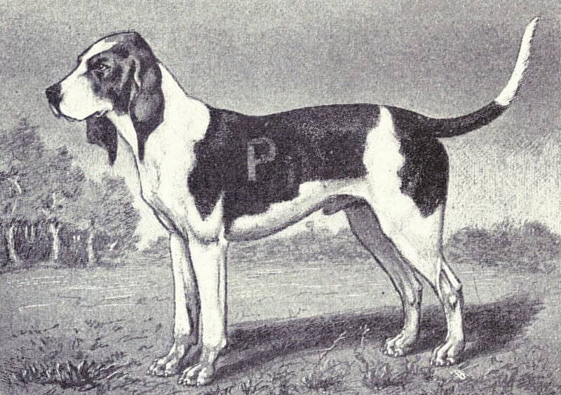 Chien d'Artois