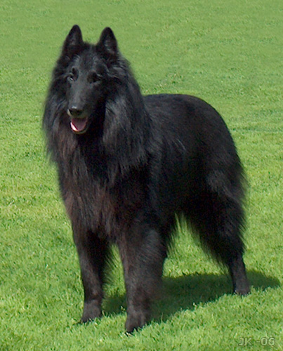 Chien de Berger Belge