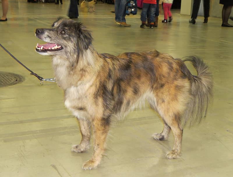 Chien de Berger des Pyrénées à Face Rase
