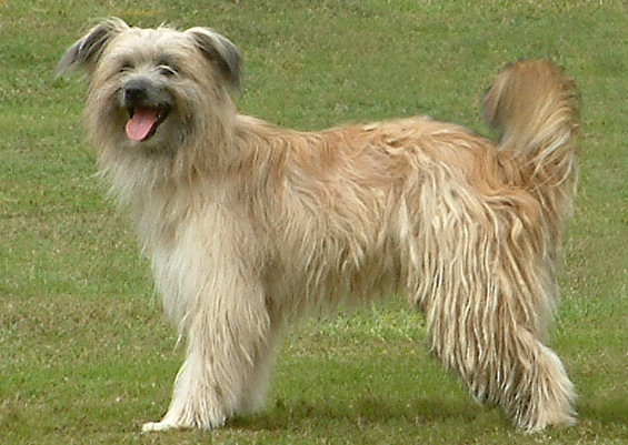 Chien de Berger des Pyrénées à Poil Long