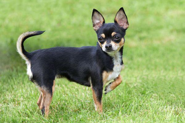 Chihuahua