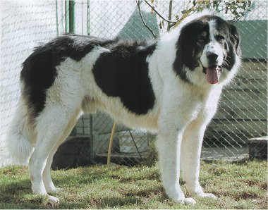 Chien de Berger Roumain de Bucovine