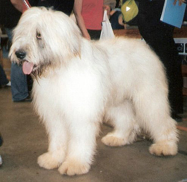 Chien de Berger Roumain de Mioritza