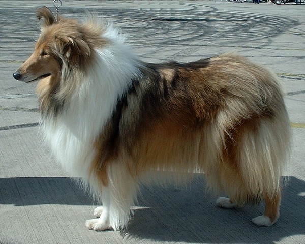 Collie à Poil Long