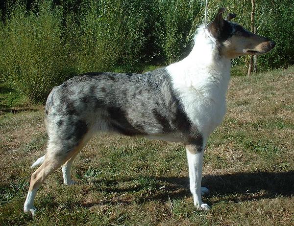 Collie à Poil Court