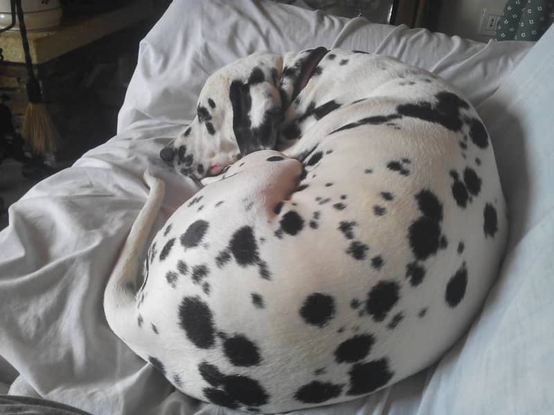 Photo Dalmatian