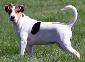 Chien de Ferme Dano-Suédois