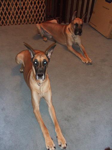 Dogue Allemand