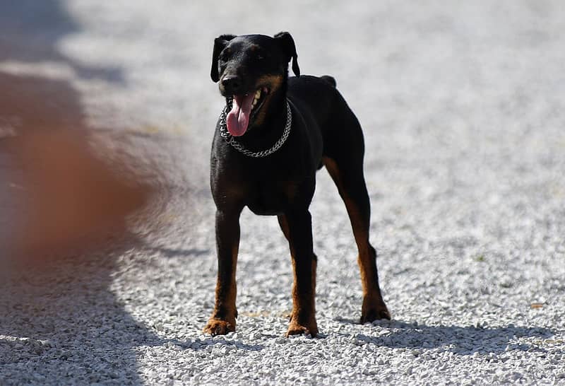 Terrier de Chasse Allemand