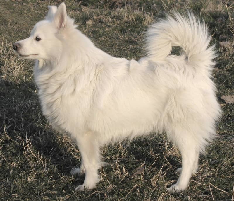 Spitz Allemand